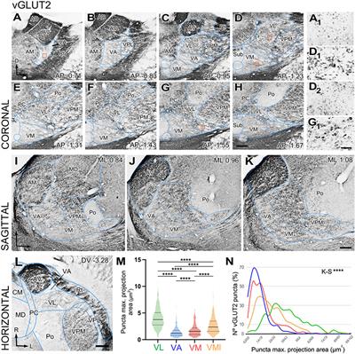 Cerebellar and basal ganglia inputs define three main nuclei in the mouse ventral motor thalamus